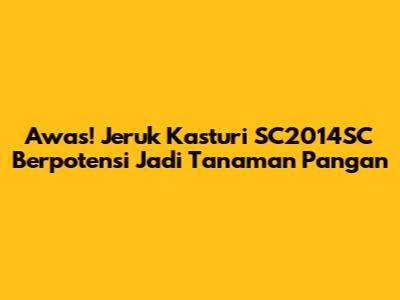 Awas! Jeruk Kasturi SC2014SC Berpotensi Jadi Tanaman Pangan