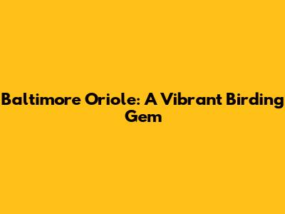 Baltimore Oriole: A Vibrant Birding Gem
