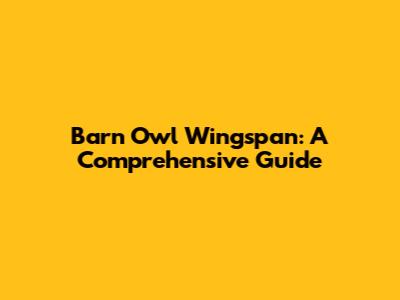 Barn Owl Wingspan: A Comprehensive Guide
