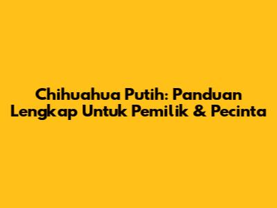 Chihuahua Putih: Panduan Lengkap Untuk Pemilik & Pecinta