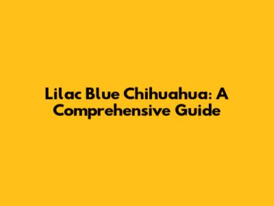 Lilac Blue Chihuahua: A Comprehensive Guide