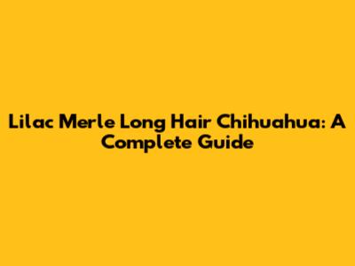 Lilac Merle Long Hair Chihuahua: A Complete Guide