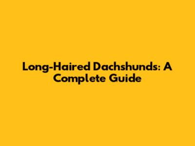 Long-Haired Dachshunds: A Complete Guide