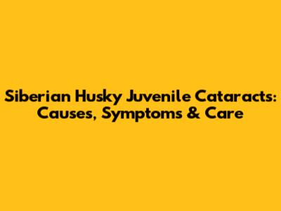 Siberian Husky Juvenile Cataracts: Causes, Symptoms & Care