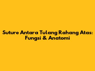 Suture Antara Tulang Rahang Atas: Fungsi & Anatomi