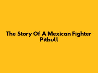 The Story Of A Mexican Fighter Pitbull