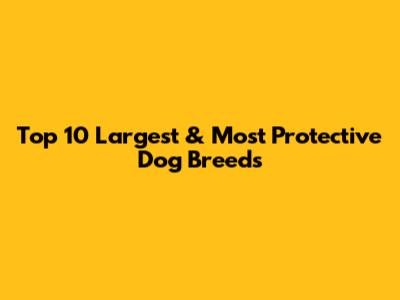 Top 10 Largest & Most Protective Dog Breeds