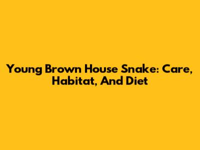 Young Brown House Snake: Care, Habitat, And Diet