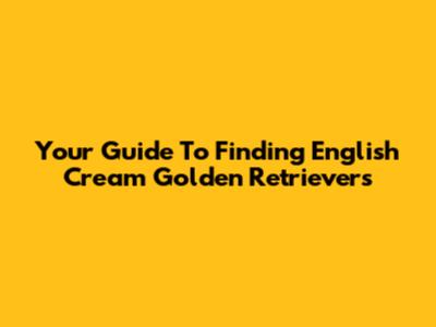 Your Guide To Finding English Cream Golden Retrievers