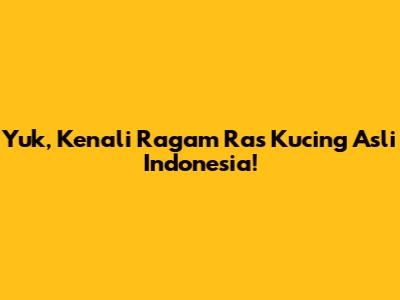 Yuk, Kenali Ragam Ras Kucing Asli Indonesia!